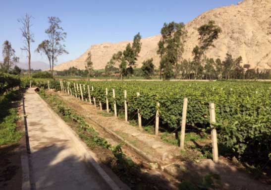 Viñedo Bodega RAS