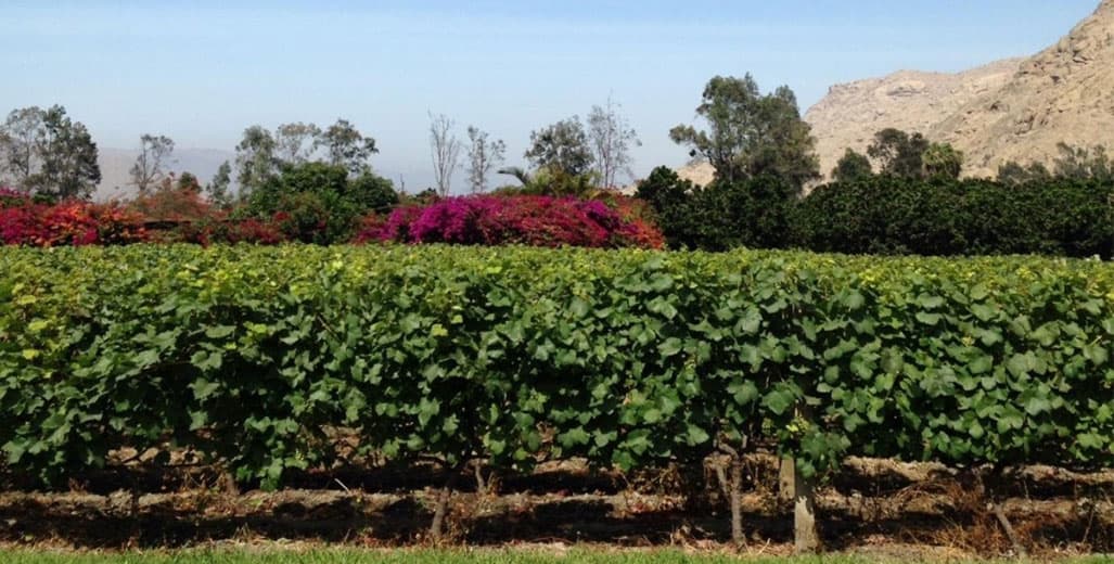 Viñedo Bodega RAS