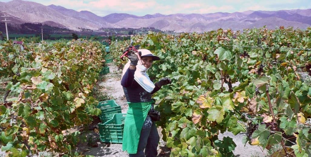 Cosecha en Bodega Ras